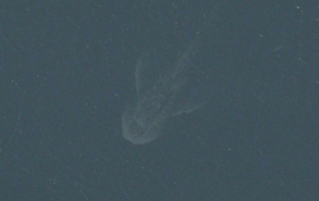 nessie2014